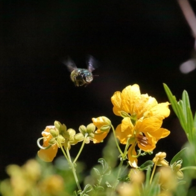 Xylocopa (Lestis) aerata (Golden-Green Carpenter Bee) at ANBG - 20 Nov 2020 by TimL