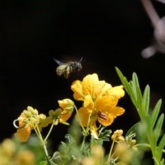 Xylocopa (Lestis) aerata at Acton, ACT - 20 Nov 2020