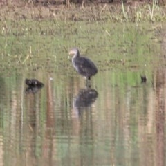 Porphyrio melanotus (Australasian Swamphen) at Albury - 13 Nov 2020 by Kyliegw