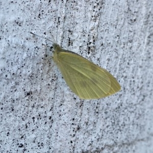 Pieris rapae at Queanbeyan, NSW - 20 Nov 2020 08:07 PM