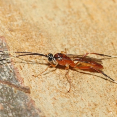 Ichneumonidae (family) (Unidentified ichneumon wasp) at ANBG - 20 Nov 2020 by TimL