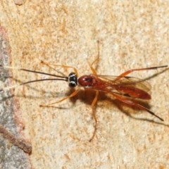 Ichneumonidae (family) at Acton, ACT - 20 Nov 2020 01:14 PM