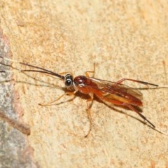 Ichneumonidae (family) at Acton, ACT - 20 Nov 2020 01:14 PM