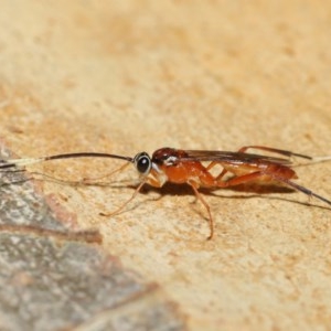 Ichneumonidae (family) at Acton, ACT - 20 Nov 2020 01:14 PM