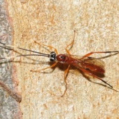 Ichneumonidae (family) at Acton, ACT - 20 Nov 2020