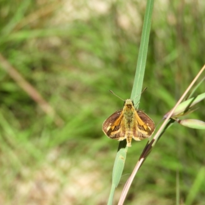 Ocybadistes walkeri (Green Grass-dart) at Kambah, ACT - 14 Nov 2020 by MatthewFrawley