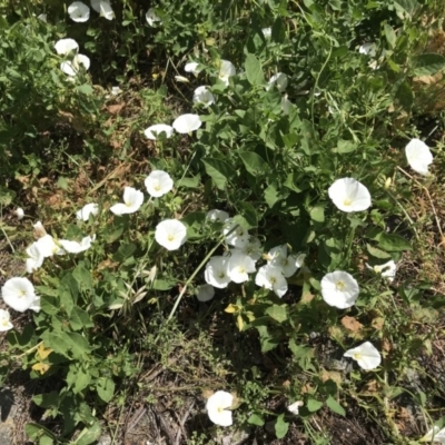 Convolvulus arvensis (Bindweed) at Mount Ainslie to Black Mountain - 19 Nov 2020 by natureguy