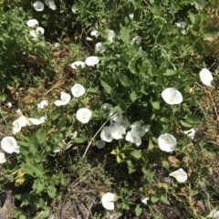Convolvulus arvensis (Bindweed) at Campbell, ACT - 19 Nov 2020 by natureguy