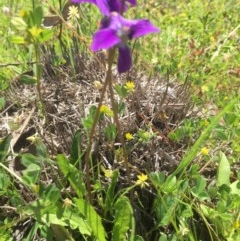 Viola betonicifolia (Mountain Violet) at Peak View, NSW - 18 Nov 2020 by Hank