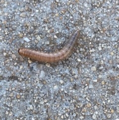 Diplopoda (class) (Unidentified millipede) at Queanbeyan, NSW - 20 Nov 2020 by Ghostbat