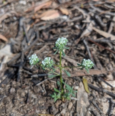 Poranthera microphylla (Small Poranthera) at Currawang, NSW - 20 Nov 2020 by camcols