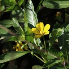 Ludwigia peploides subsp. montevidensis (Water Primrose) at Wodonga, VIC - 20 Nov 2020 by KylieWaldon