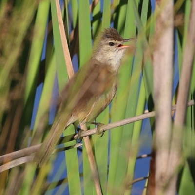 Acrocephalus australis (Australian Reed-Warbler) at Wodonga, VIC - 20 Nov 2020 by Kyliegw