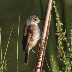 Acrocephalus australis at Wodonga - 20 Nov 2020 08:00 PM