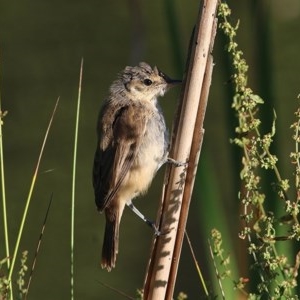 Acrocephalus australis at Wodonga - 20 Nov 2020