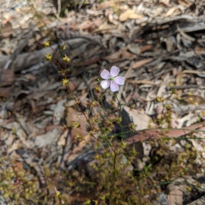 Drosera auriculata (Tall Sundew) at Currawang, NSW - 19 Nov 2020 by camcols