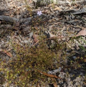 Drosera auriculata at Currawang, NSW - 19 Nov 2020