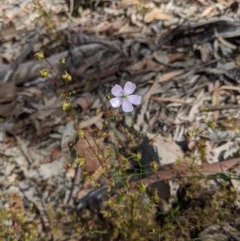 Drosera auriculata at Currawang, NSW - 19 Nov 2020