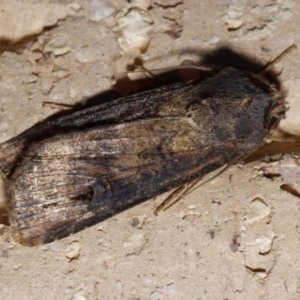 Agrotis ipsilon at Harrison, ACT - 20 Nov 2020