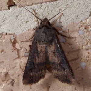 Agrotis ipsilon at Harrison, ACT - 20 Nov 2020