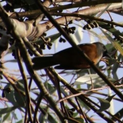 Monarcha melanopsis (Black-faced Monarch) at Moruya, NSW - 20 Nov 2020 by LisaH