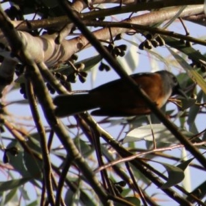 Monarcha melanopsis at Moruya, NSW - suppressed