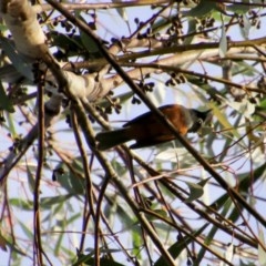 Monarcha melanopsis at Moruya, NSW - suppressed