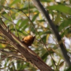 Monarcha melanopsis at Moruya, NSW - suppressed