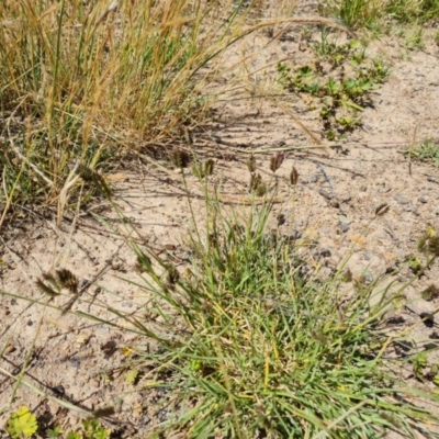 Eleusine tristachya (Goose Grass, Crab Grass, American Crows-Foot Grass) at Mount Mugga Mugga - 20 Nov 2020 by Mike