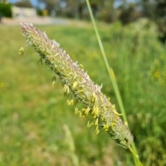 Phalaris aquatica (Phalaris, Australian Canary Grass) at Mount Mugga Mugga - 20 Nov 2020 by Mike