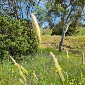 Phalaris aquatica at O'Malley, ACT - 20 Nov 2020 12:26 PM