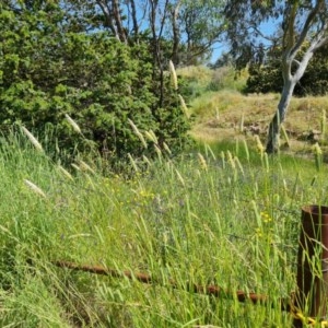 Phalaris aquatica at O'Malley, ACT - 20 Nov 2020 12:26 PM