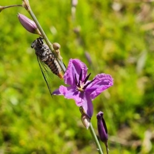 Arthropodium fimbriatum at O'Malley, ACT - 20 Nov 2020