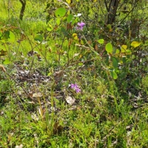 Arthropodium fimbriatum at O'Malley, ACT - 20 Nov 2020