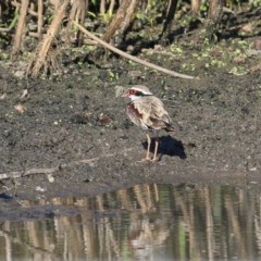 Charadrius melanops (Black-fronted Dotterel) at Wodonga, VIC - 20 Nov 2020 by KylieWaldon