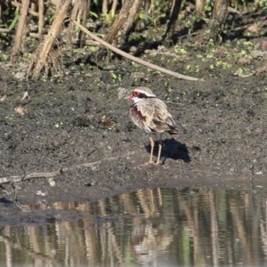 Charadrius melanops at Wodonga, VIC - 20 Nov 2020