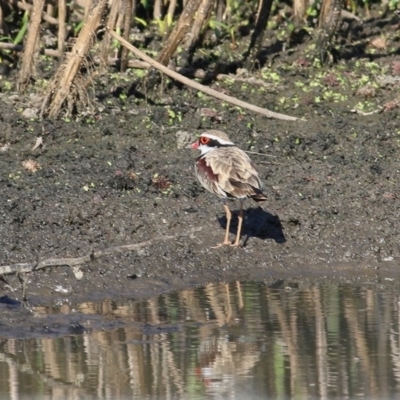 Charadrius melanops (Black-fronted Dotterel) at Wodonga, VIC - 20 Nov 2020 by KylieWaldon