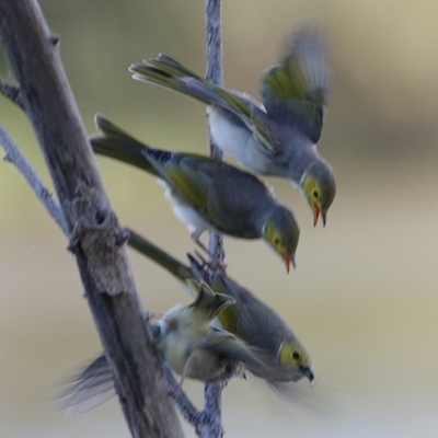 Ptilotula penicillata (White-plumed Honeyeater) at Belvoir Park - 20 Nov 2020 by KylieWaldon