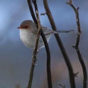 Malurus cyaneus at Wodonga, VIC - 20 Nov 2020