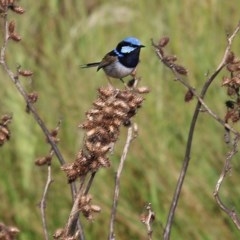 Malurus cyaneus at Wodonga, VIC - 20 Nov 2020