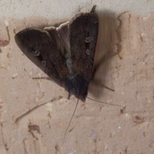 Agrotis infusa at Harrison, ACT - 20 Nov 2020 12:03 PM