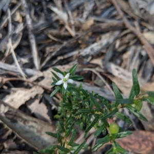 Rhytidosporum procumbens at Currawang, NSW - 19 Nov 2020