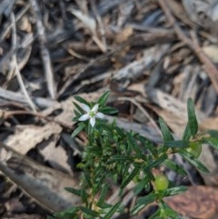 Rhytidosporum procumbens (White Marianth) at Currawang, NSW - 19 Nov 2020 by camcols