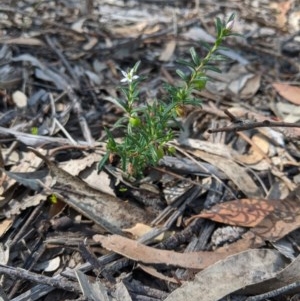 Rhytidosporum procumbens at Currawang, NSW - 19 Nov 2020