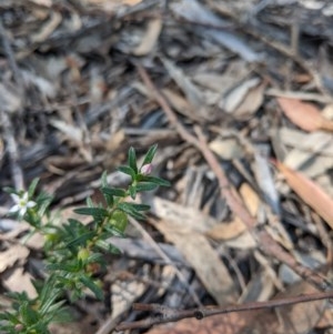 Rhytidosporum procumbens at Currawang, NSW - 19 Nov 2020