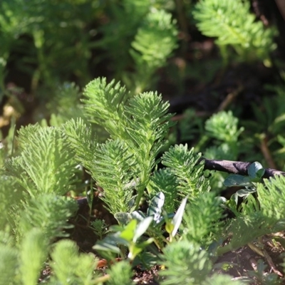 Myriophyllum sp. (Water-milfoil) at Wodonga - 20 Nov 2020 by Kyliegw