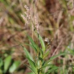 Persicaria lapathifolia (Pale Knotweed) at Wodonga, VIC - 20 Nov 2020 by Kyliegw