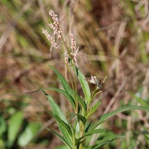 Persicaria lapathifolia at Belvoir Park - 20 Nov 2020 08:25 PM