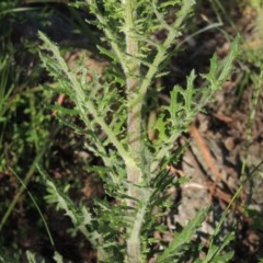 Senecio bathurstianus (Rough Fireweed) at Tuggeranong Hill - 19 Oct 2020 by michaelb