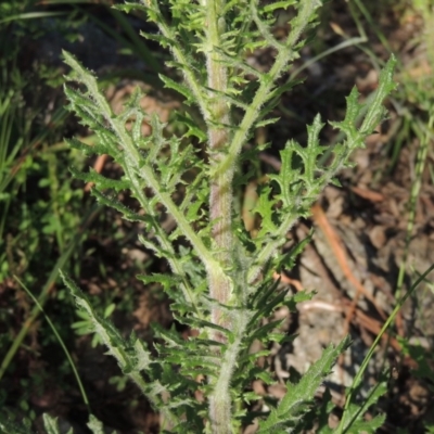 Senecio bathurstianus (Rough Fireweed) at Tuggeranong Hill - 19 Oct 2020 by michaelb